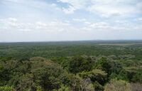 Kakamega forest view.jpg