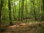 Kellerwald 002.jpg