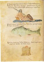 Madrid, Bibl. Nacional, Cod. 3307 (61v).jpg