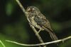 Moluccan Owlet-nightjar.jpg