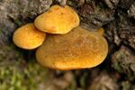 Panellus serotinus - Lindsey.jpg