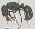 Plectroctena mandibularis sam-hym-c007208a profile 1.jpg