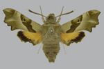 Proserpinus proserpina BMNHE813405 male up.jpg