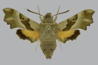 Proserpinus proserpina BMNHE813405 male up.jpg