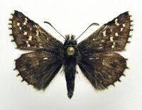 Pyrgus andromedae.jpg