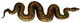 Python natalensis Smith 1840 white background.jpg