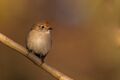 Red-capped Robin (Petroica goodenovii) female (14403872754).jpg