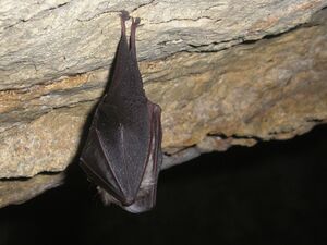 Rhinolophus hipposideros, SlS.jpg