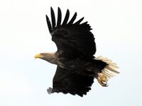 Seeadler-flug.jpg