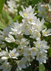 Slender Deutzia Deutzia gracilis 'Nikko' Flower Cluster 2000px.jpg