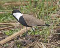Spur-winged lapwing (Vanellus spinosus).jpg