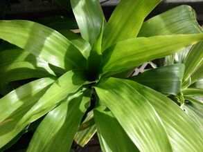 Starr 080117-1533 Dracaena fragrans.jpg