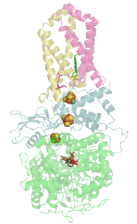 Succinate Dehydrogenase Cofactors 1NEK.gif