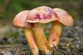 Třeboňsko - Aureoboletus gentilis 01.jpg