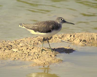 Tringa ochropus Llobregat 5.jpg