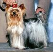 Yorkshire Terrier WA Mozart Dolce Sinfonia.jpg