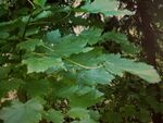 Acer velutinum.JPG
