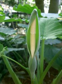 Alocasia odora2.jpg