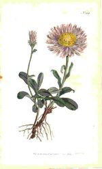 Aster alpinus.jpg
