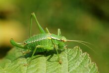 Barbitistes serricauda or obtusus.jpg
