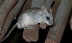Black-tailed Tree Rat (Thallomys nigricauda) (6499383531).jpg