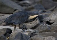 Black bittern (Ixobrychus flavicollis).jpg