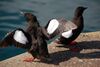 Black guillemots, Bangor harbour (2) - geograph.org.uk - 207287.jpg