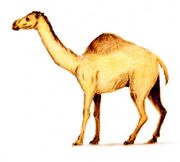 Camelops color.jpg