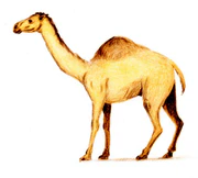 Camelops color.jpg