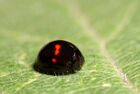 Chilocorus bipustulatus01.jpg