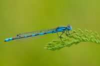 Coenagrion hastulatum male.jpg