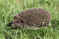 Erinaceus roumanicus 2013 G4.jpg