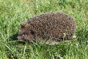 Erinaceus roumanicus 2013 G4.jpg