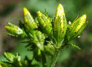 Hypericum hirsutum4 W.jpg