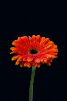Intensively orange gerbera.jpg