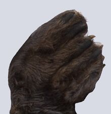 Kalan's foot.jpg