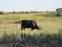 Kalinina Str., Melitopol, Zaporizhia Oblast, Ukraine 3.JPG