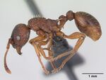 Myrmica lonae casent0172752 profile 1.jpg