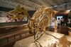 Nipponosaurus.jpg