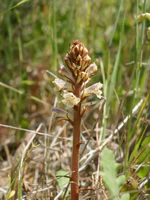 Orobanche crenata 1.jpg