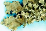 Parmotrema reticulatum-3.jpg