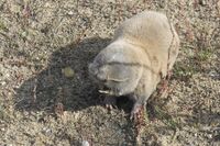 Spalax microphthalmus Syzran Russia.jpg