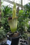 Titan arum Kew 6700.JPG
