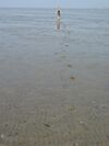 Wadden Sea Wilhelmshaven.jpg
