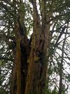 20200117 Taxus (Garath) 4.jpg