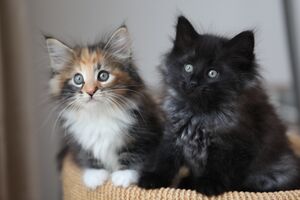 2 Kittens.jpg