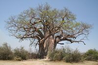 Adansonia digitata MS 10040.jpg