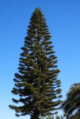 Araucaria columnaris D.jpg
