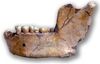 Atlanthropus mauritanicus.jpg
