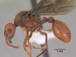 Bariamyrma hispidula casent0102363 profile 1.jpg